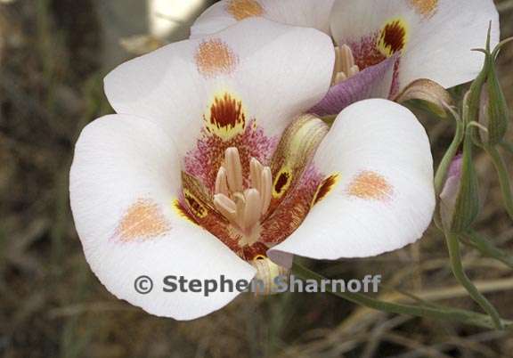 calochortus venustus 1 graphic